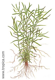 Heteranthera zosterifolia