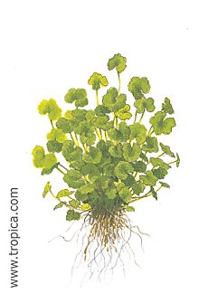 Hydrocotyle sibthorpiodes