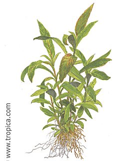 Hygrophila -Siamensis 53B-