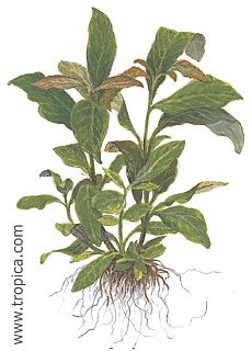 Hygrophila corymbosa -Siamensis-