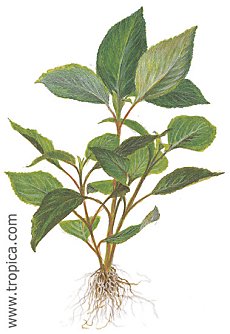 Hygrophila corymbosa -Red-