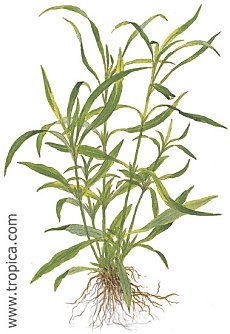 Hygrophila corymbosa angustifolia