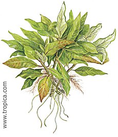 Hygrophila corymbosa Compact