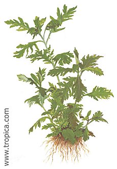 Hygrophila difformis