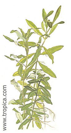Hygrophila polysperma