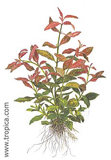 Hygrophila polysperma -Rosanervig-