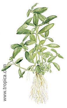 Hygrophily polysperma -Big Leaf-