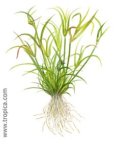 Juncus repens