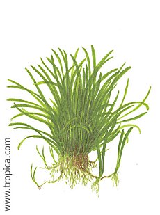 Lilaeopsis brasilienis