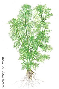 Limnophila aquatica