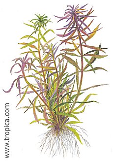 Limnophila aromatica
