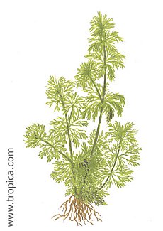 Limnophila sessiliflora