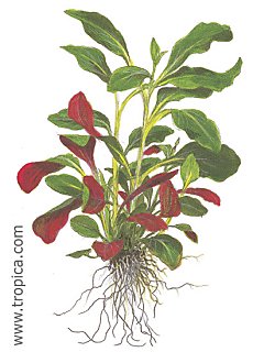 Lobelia cardinalis