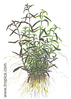 Ludwigia arcuata