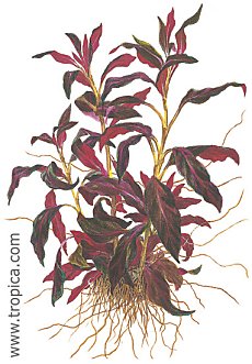 Ludwigia glandulosa