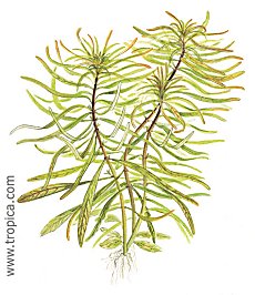 Ludwigia inclinata verticillata -Cuba-