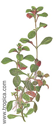 Ludwigia repens