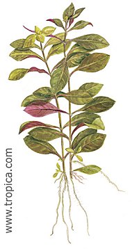 Ludwigia repens -Rubin-