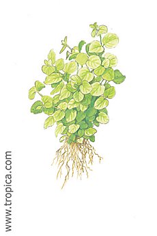 Lysimachia nummularia -Aurea-