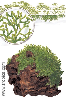 Riccia fluitans