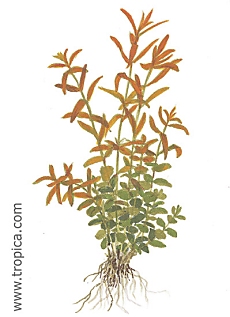 Rotala rotundifolia