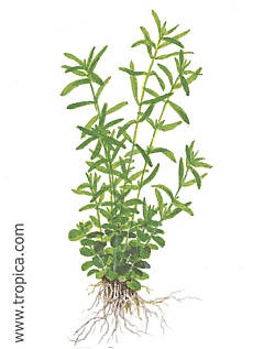 Rotala species -Green-