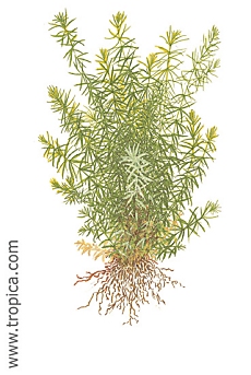 Rotala species -Nanjenshan-