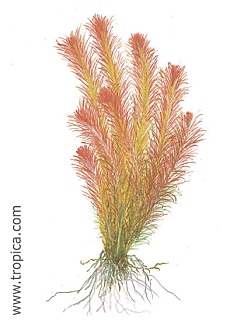 Rotala wallichii