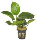 Rundbl�ttrige Anubias