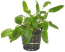 Gr�nbl�ttriger Wasserkelch