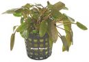 Braunbl�ttriger Wasserkelch