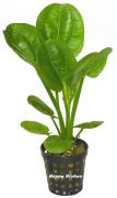 Kleiner Froschl�ffel