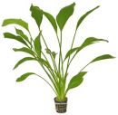 Steifbl�ttriger Froschl�ffel