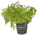 Sternrotala
