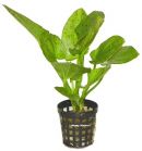 Get�pfelter Froschl�ffel