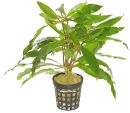 Weidenbl�ttriger Wasserfreund