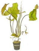 Gr�ne Tigerlotus