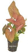 Rosabl�ttriges Pfeilblatt