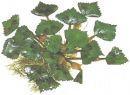 Wassernu�, gro�e tropische Form