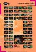Aqualog Poster -South American Cichlids Apistogramma-