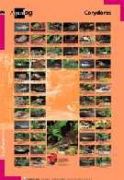 Aqualog Poster -Corydoras-