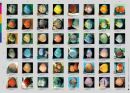 Aqualog Faltposter -Diskus A-