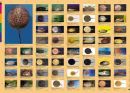 Aqualog Faltposter -Stechrochen-
