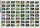 Aqualog Faltposter -Regenbogenfische-