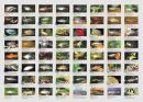 Aqualog Faltposter -Standardfische-