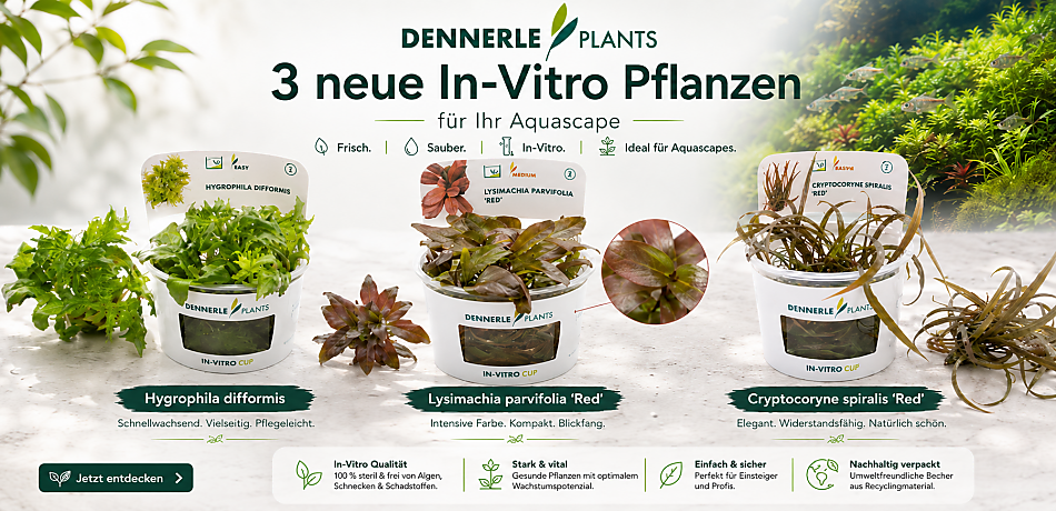 +++++NEU von Dennerle Plants+++++