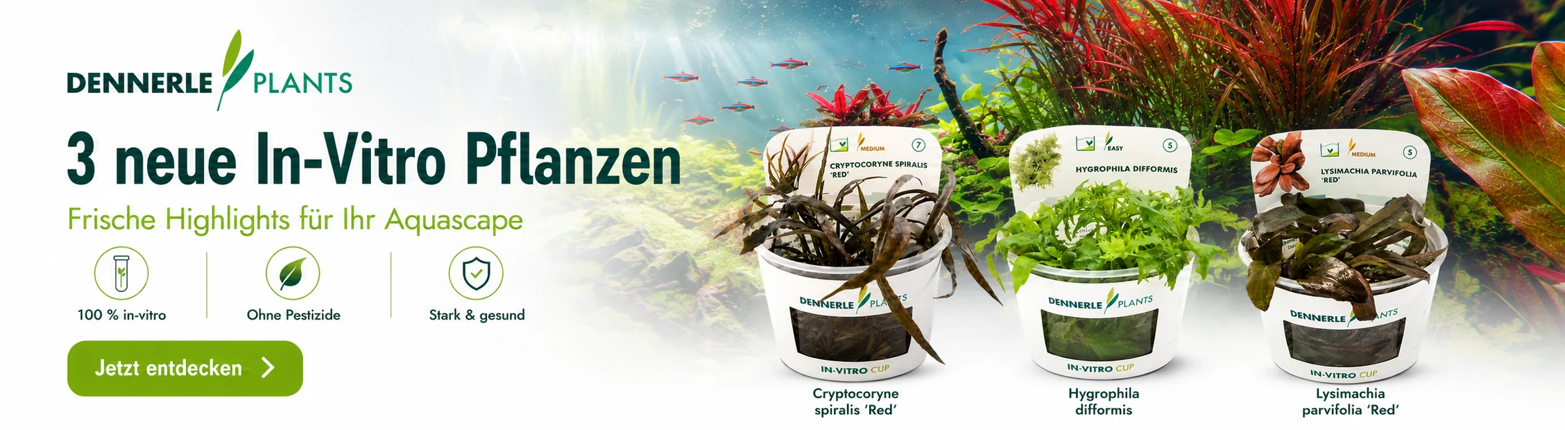 Neue Dennerle In-Vitro Pflanzen
