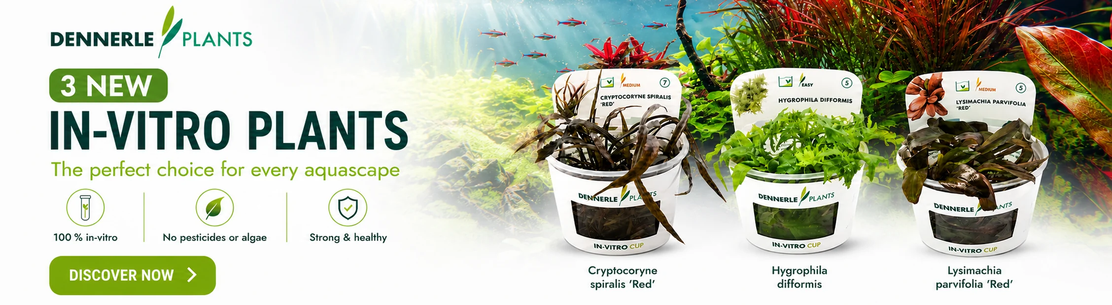 New Dennerle In-Vitro Plants