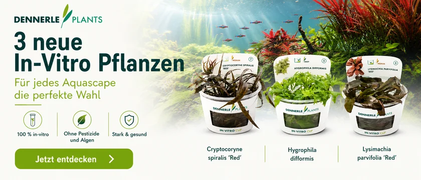 Neue Dennerle In-Vitro Pflanzen