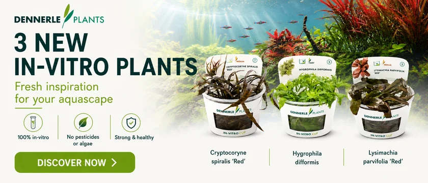 New Dennerle In-Vitro Plants